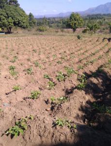 Bildung-fuer-Madagaskar 24  0006 4